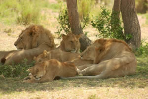 lions killing