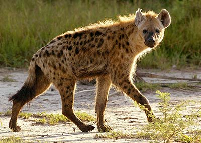 hyena meat
